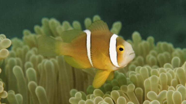 Orange-fin Anemone Fish