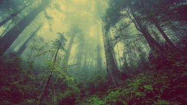 What Is Biogenic Carbon Measurement?