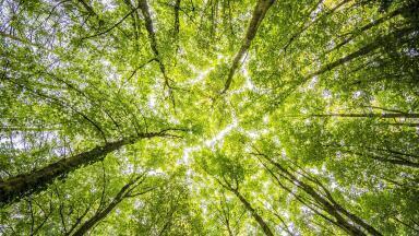 What Are Biogenic Carbons?