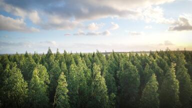 Where Do Biogenic Carbons Come From?