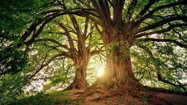 Biogenic vs Non-Biogenic Carbon: What's the Difference?