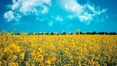 What Are Biogenic Feedstocks?