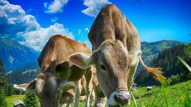 What Are the Most Polluting Industries? - Agriculture
