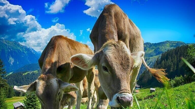 What Are the Most Polluting Industries? - Agriculture