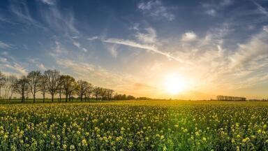 What Are Biogenic Fuels?