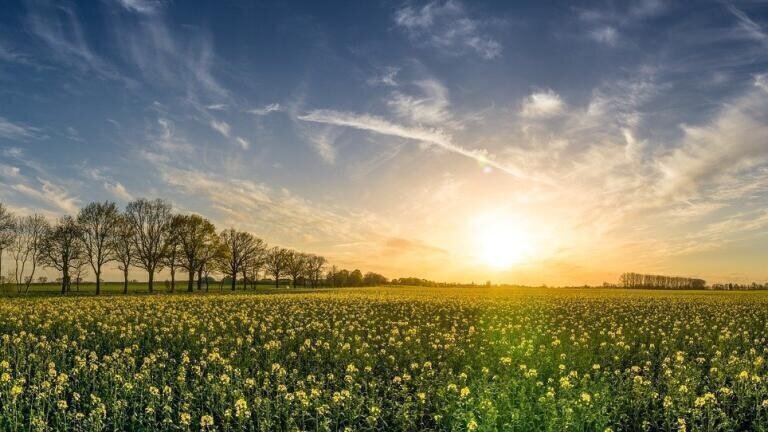 What Are Biogenic Fuels?