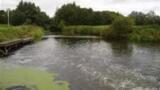 Rivers urgently need clean up to protect biodiversity and health.