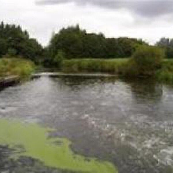 Rivers urgently need clean up to protect biodiversity and health. - Vimarsana News