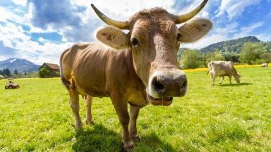 The Lowdown on Methane - Sources, Detection & Uses