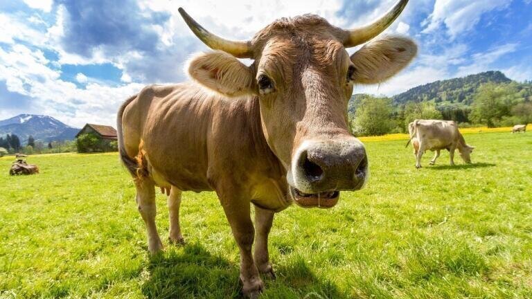 The Lowdown on Methane - Sources, Detection & Uses