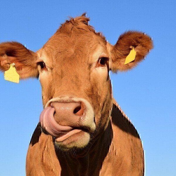 Where Does Methane Come From? - Agriculture - Vimarsana News