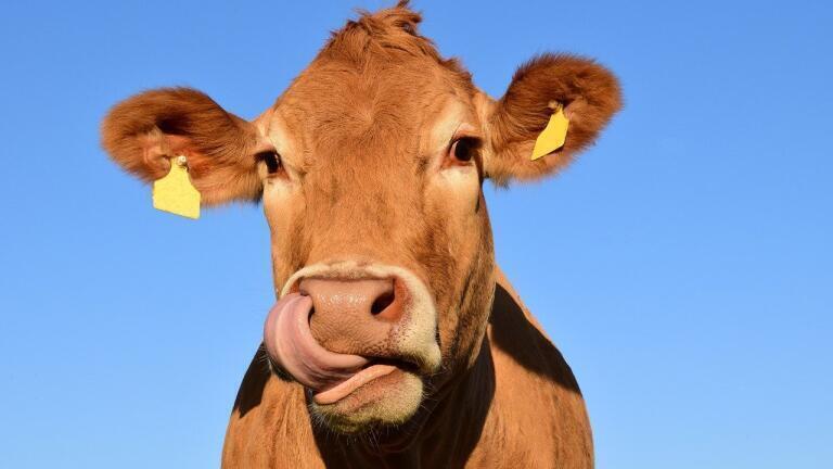 Where Does Methane Come From? - Agriculture