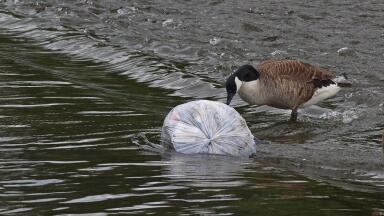 5 Water Pollution Effects on the Environment