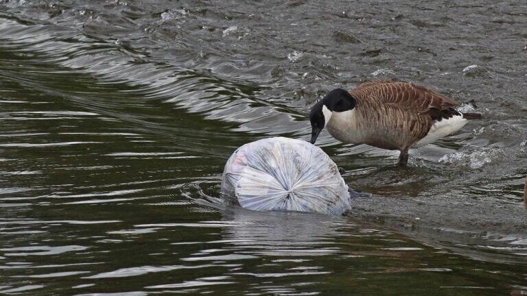 5 Water Pollution Effects on the Environment