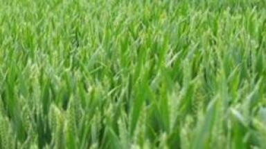Green electronics project sets out to create compostable crop sensors