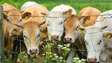 Agricultural Pollution – Types, Causes and Effects