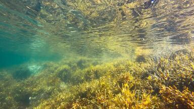 What Are the Effects of Agricultural Pollution?