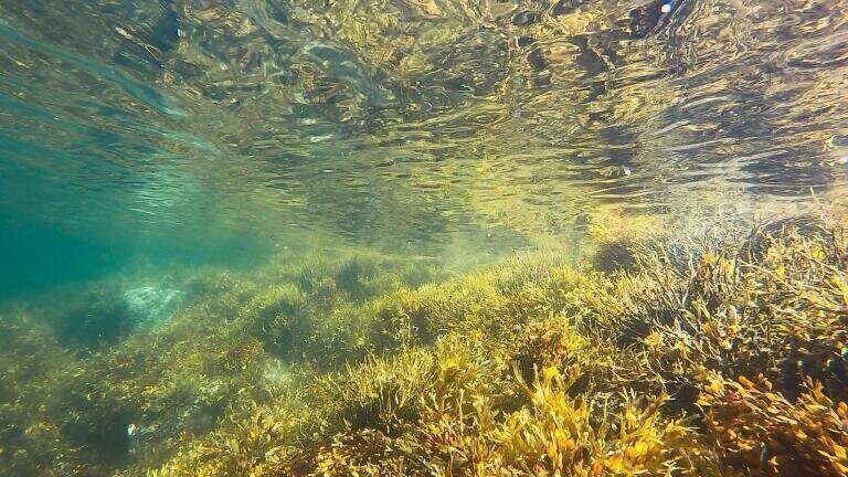 What Are the Effects of Agricultural Pollution?