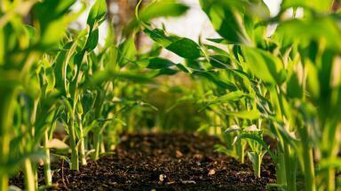 5 Ways to Minimise Pollution From Agriculture