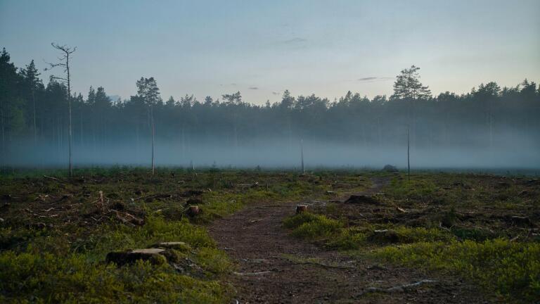 What Are the Environmental Impacts of Food Production?