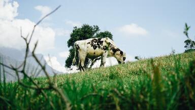 Can Pollution Affect Food Quality?
