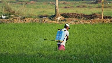 How Do Pesticides Affect the Environment?