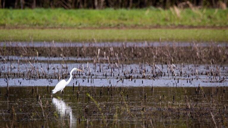 Can Agricultural Runoff Be Stopped?