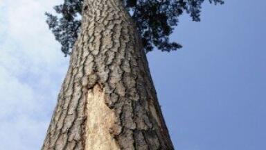 How Does Domestic Wood Burning Effect Air Quality?