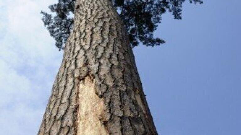 How Does Domestic Wood Burning Effect Air Quality?