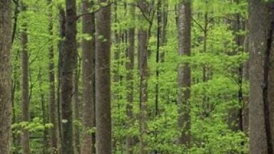 Air quality 'affected by tree emissions'