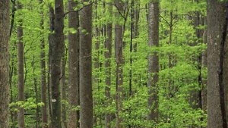Air quality 'affected by tree emissions'