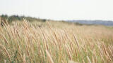 EEA report highlights need to restore damaged ecosystems