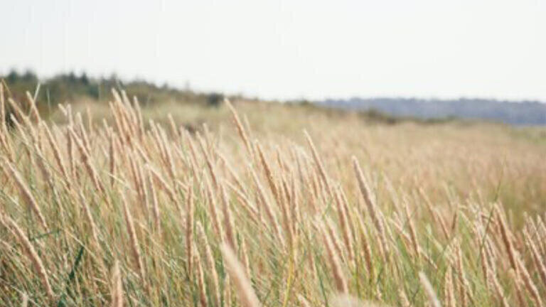 EEA report highlights need to restore damaged ecosystems