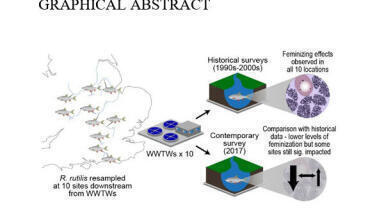 Persistent hormone distortion continues to affect fish populations