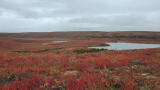 Arctic Soil Methane Consumption: A Deeper Look into its Impact in Drier Climates