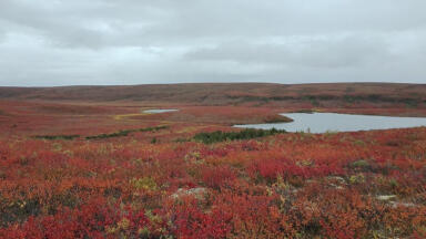 Arctic Soil Methane Consumption: A Deeper Look into its Impact in Drier Climates