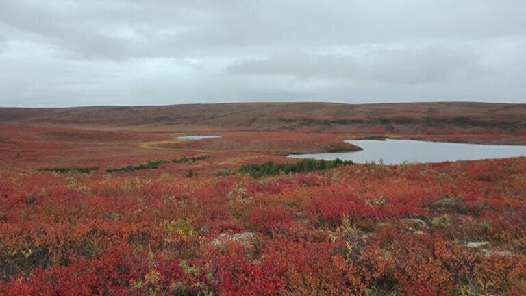 Arctic Soil Methane Consumption: A Deeper Look into its Impact in Drier Climates