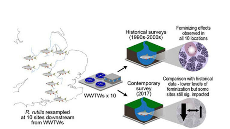 Persistent Hormone Distortion Continues to Affect Fish Populations