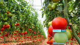 Sustainable solutions based on industrial cameras