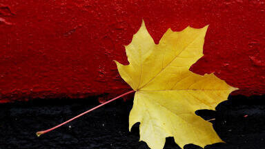 Why autumn leaves are vital for soil nutrition