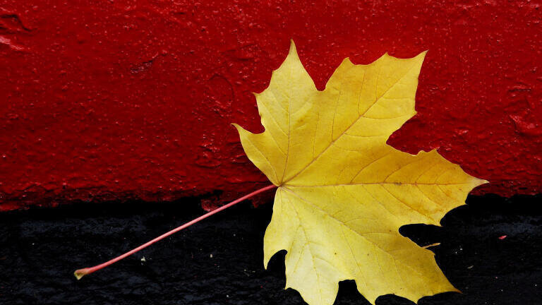 Why autumn leaves are vital for soil nutrition