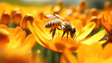 The surprising link between air pollution and declining honeybee populations