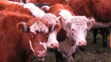 Could methane from livestock be climate-neutral?