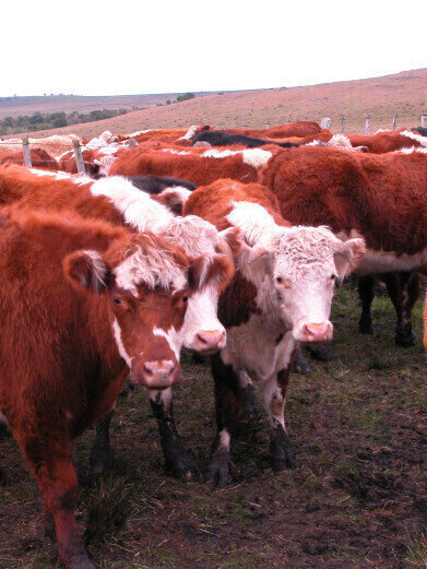 Could methane from livestock be climate-neutral?