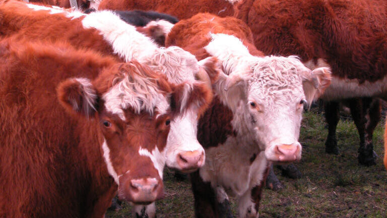 Could methane from livestock be climate-neutral?