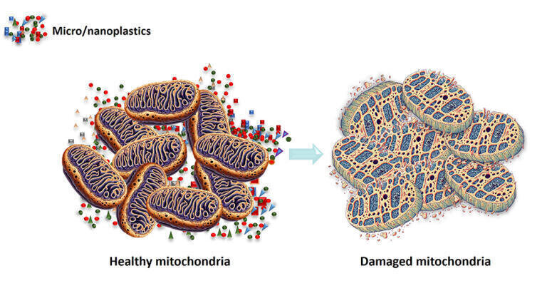 Healthy-damaged mito illustration