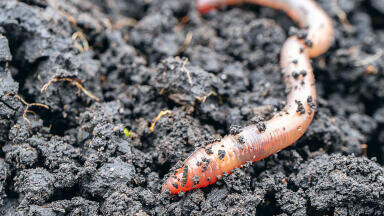 Climate change depletes vital soil component and carbon sink, new study finds