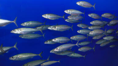 Are mercury levels in fish and chips safe to consume regularly?