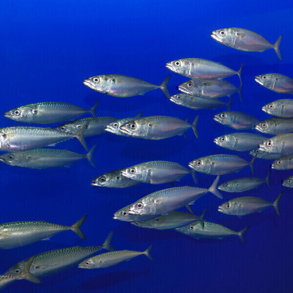 Are mercury levels in fish and chips safe to consume regularly? - Vimarsana News