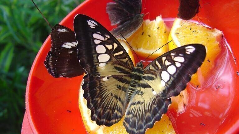How our food system and wider ecology are reliant on bees and other pollinators